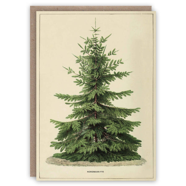 Nordmann Fir Christmas card